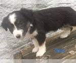 Small Photo #17 Australian Shepherd Puppy For Sale in ARBA, IN, USA