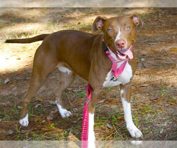 Medium Photo #2 American Staffordshire Terrier-Unknown Mix Puppy For Sale in Tallahassee, FL, USA