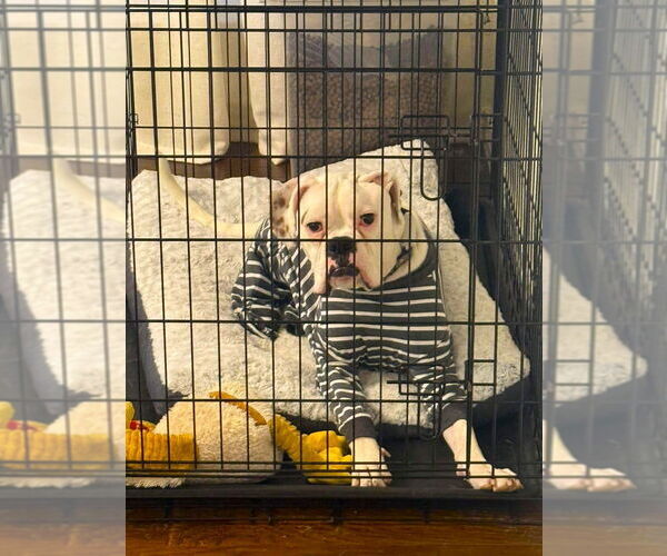 Medium Photo #3 Boxer Puppy For Sale in Austin, TX, USA