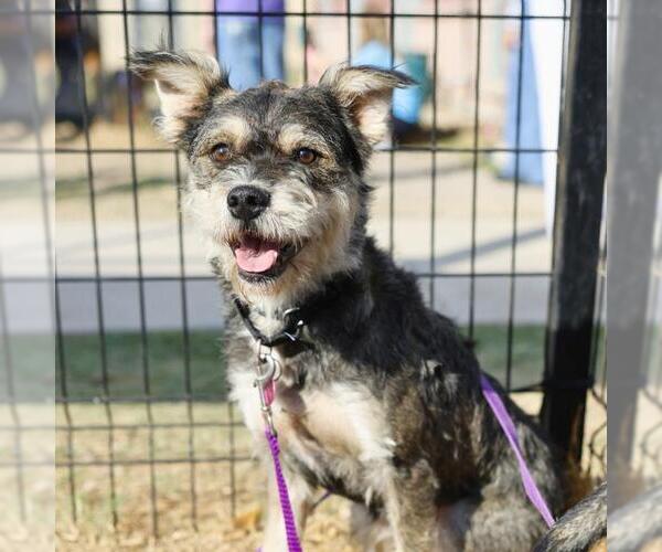 Medium Photo #1 Miniature Schnauzer-Unknown Mix Puppy For Sale in San Antonio, TX, USA
