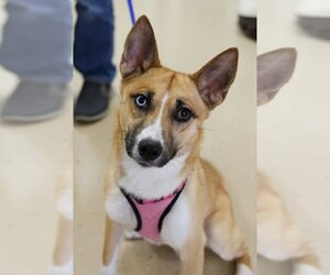 Huskies -Unknown Mix Dogs for adoption in Mundelein, IL, USA