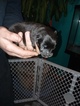 Small Photo #1 Chow Chow Puppy For Sale in HILLPOINT, WI, USA