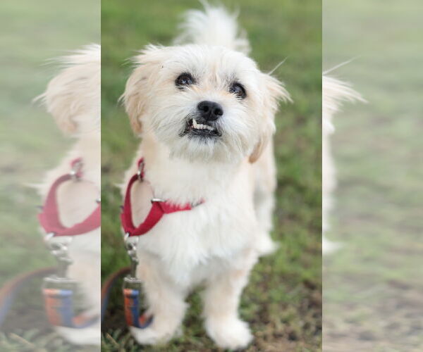 Medium Photo #22 Mutt Puppy For Sale in Philadelphia, PA, USA
