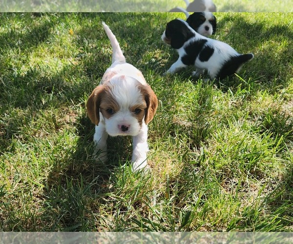Medium Photo #4 Cavalier King Charles Spaniel Puppy For Sale in MOUNTAIN HOME, ID, USA