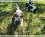 Small #3 Cavalier King Charles Spaniel