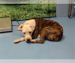 A554507 - Female Mutt Dog for Adoption - Small photo