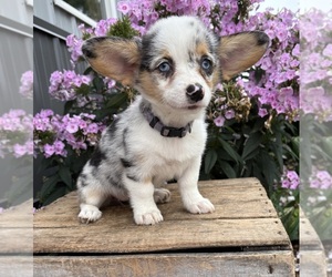 Pembroke Welsh Corgi Puppy for sale in MIDDLEBURY, IN, USA