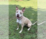 Small #1 American Pit Bull Terrier Mix