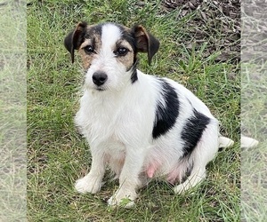 Mother of the Jack Russell Terrier puppies born on 01/13/2025