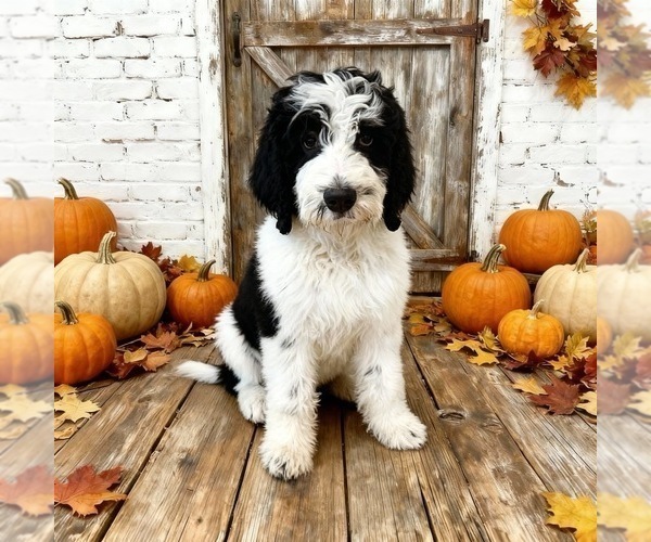 Medium Photo #1 Bernedoodle Puppy For Sale in MENIFEE, CA, USA