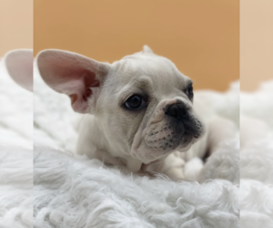 French Bulldog Puppy for Sale in MEDINA, Washington USA