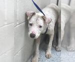 Small Anatolian Shepherd Mix