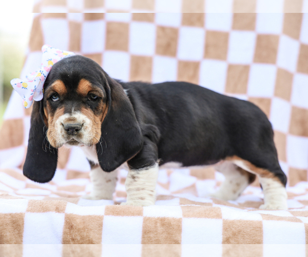 Medium Photo #1 Basset Hound Puppy For Sale in LIBERTY, KY, USA