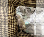 Buttercup - Female Poodle (Toy) Puppy for Sale - Photo #4