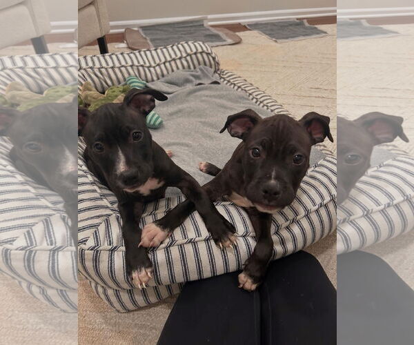 Medium Photo #2 American Pit Bull Terrier-Unknown Mix Puppy For Sale in Rockaway, NJ, USA