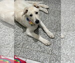 Small Photo #3 German Shepherd Dog-Great Pyrenees Mix Puppy For Sale in Dallas, TX, USA