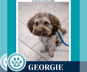 Shih-Poo Dogs for adoption in Kimberton, PA, USA