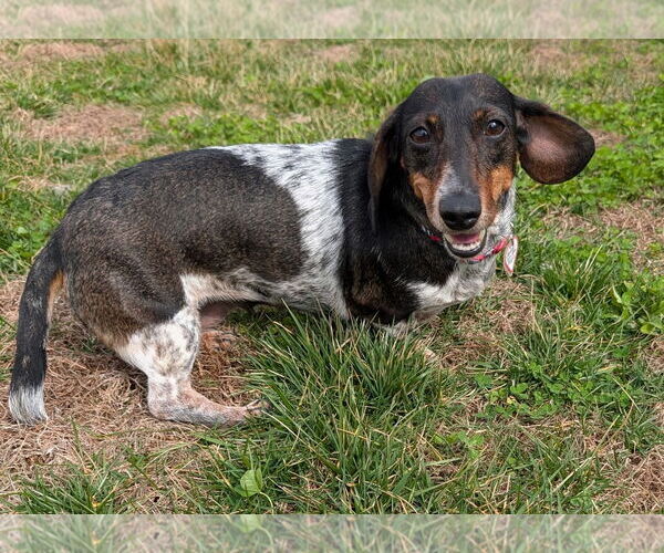 Medium Photo #4 Dachshund Puppy For Sale in Shelbyville, TN, USA