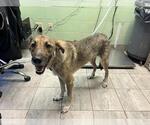 Small German Shepherd Dog Mix