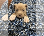 Small Photo #2 American Bully Puppy For Sale in FREDERICKSBURG, VA, USA