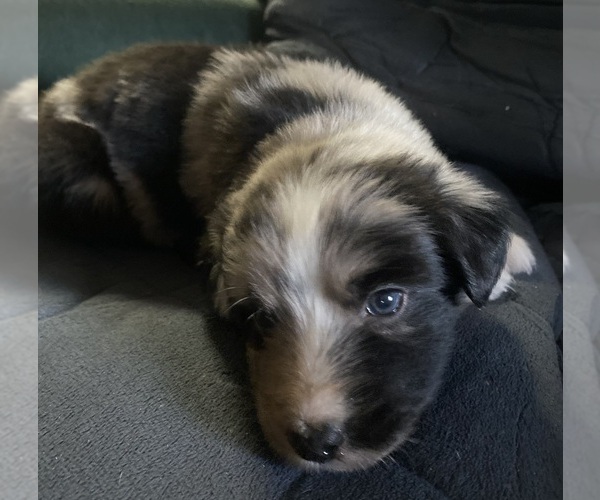 Medium Photo #9 F2 Aussiedoodle Puppy For Sale in ONAWAY, MI, USA