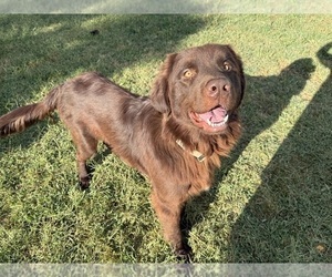 Father of the Newfoundland puppies born on 11/26/2025