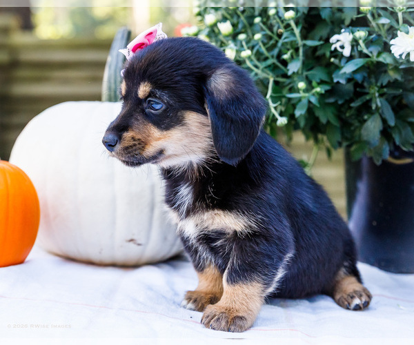 Medium Photo #3 Dorgi Puppy For Sale in WAKARUSA, IN, USA