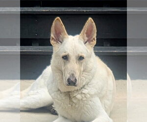 - Mix Dogs for adoption in Hoffman Estates, IL, USA
