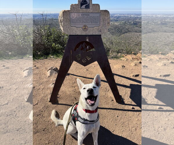 Medium Photo #3 Mutt Puppy For Sale in San Diego, CA, USA