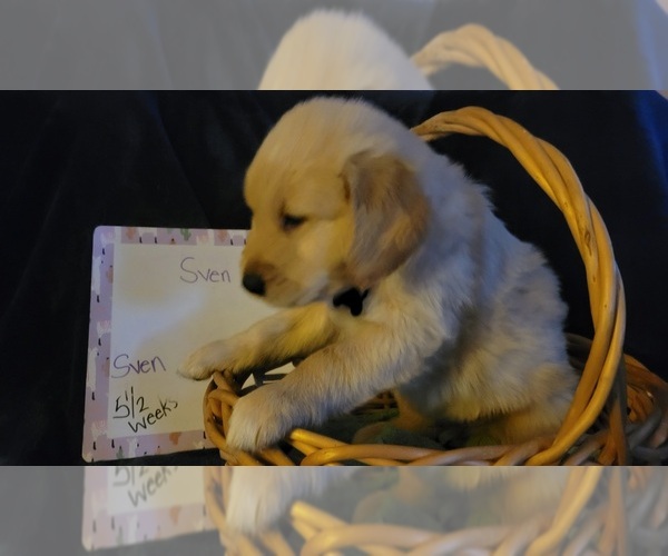 Medium Photo #26 Golden Retriever Puppy For Sale in VOORHEES, NJ, USA