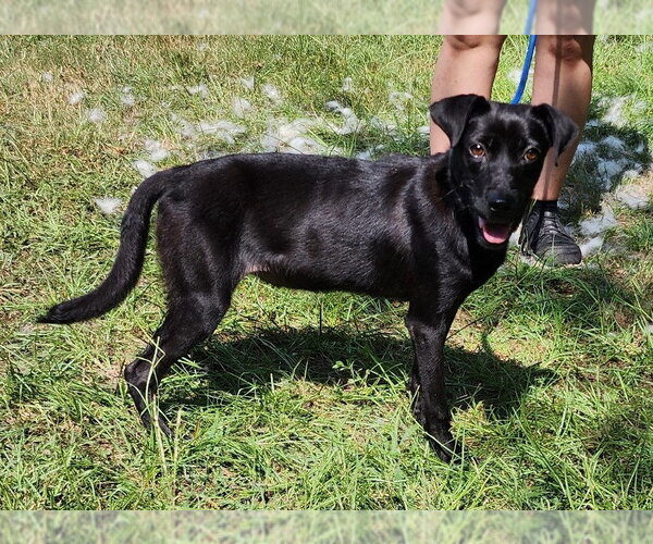Medium Photo #2 American Pit Bull Terrier-Unknown Mix Puppy For Sale in Wetumpka, AL, USA