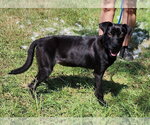 Small #1 American Pit Bull Terrier Mix
