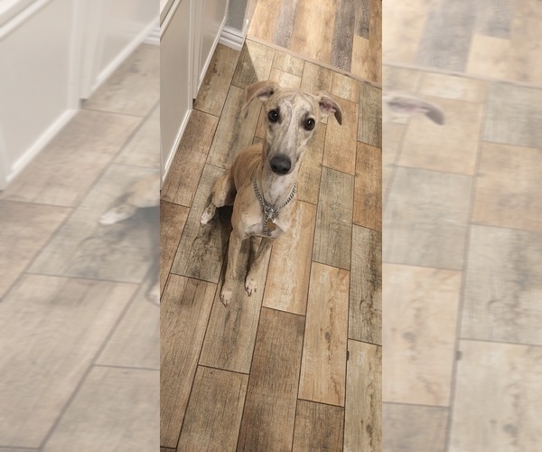 Medium Photo #1 Whippet Puppy For Sale in FORT WORTH, TX, USA