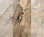 Small Photo #1 Whippet Puppy For Sale in FORT WORTH, TX, USA