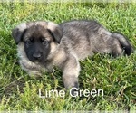 Puppy Daphne German Shepherd Dog