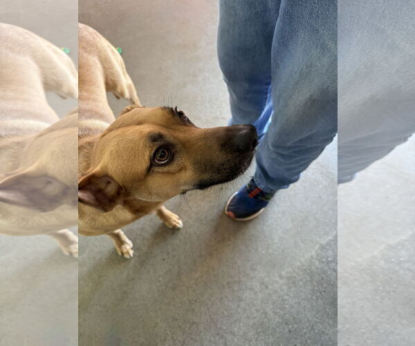 Medium Photo #4 Rhodesian Ridgeback Puppy For Sale in Pampa, TX, USA