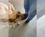 Small #3 Rhodesian Ridgeback