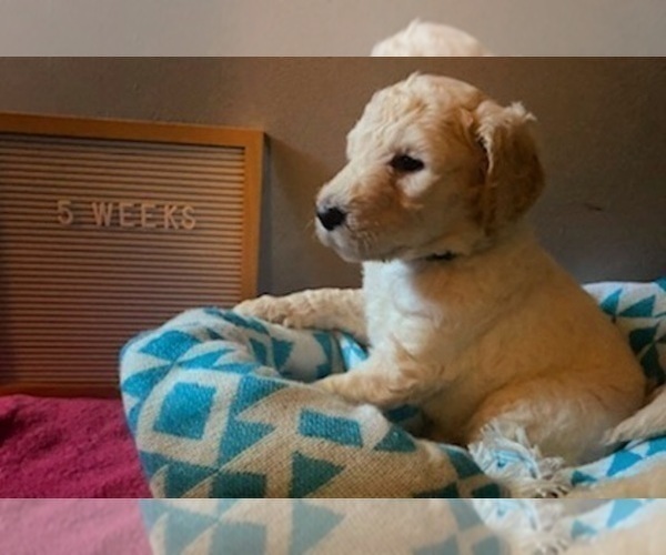 Medium Photo #5 Goldendoodle Puppy For Sale in SEYMOUR, CT, USA