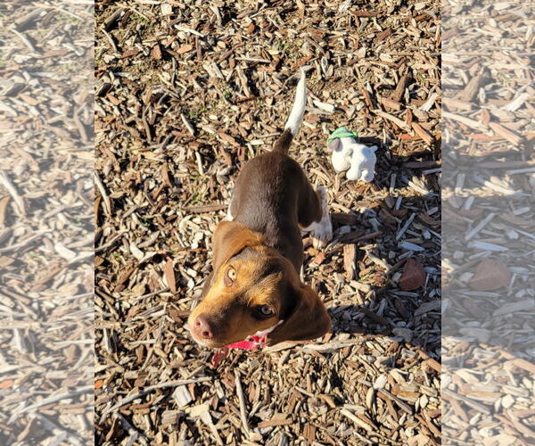 Medium Photo #2 Beagle Puppy For Sale in Las Vegas, NV, USA