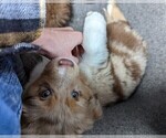 Small Photo #2 Australian Shepherd Puppy For Sale in HUME, MO, USA