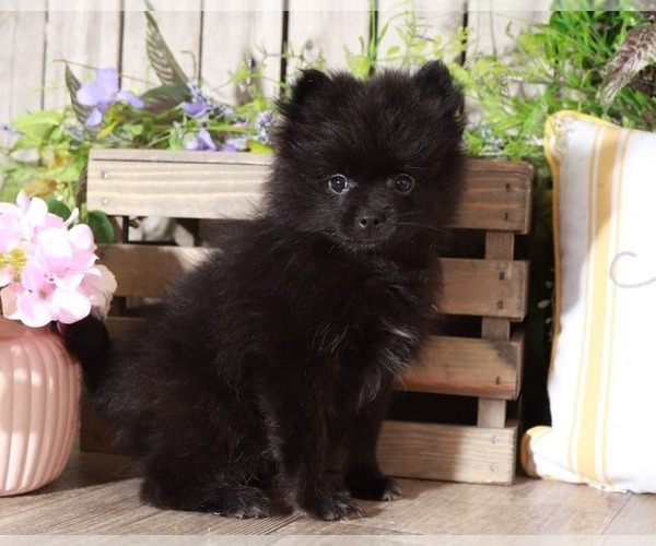 Medium Photo #2 Pomeranian Puppy For Sale in MOUNT VERNON, OH, USA