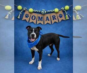 American Pit Bull Terrier-Unknown Mix Dogs for adoption in Shillington, PA, USA