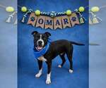 Small American Pit Bull Terrier Mix