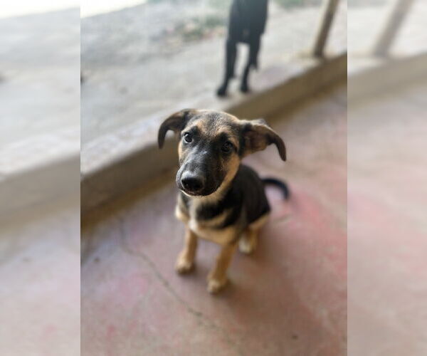 Medium Photo #3 Labrador Retriever-Unknown Mix Puppy For Sale in San Diego, CA, USA