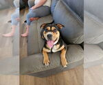 Small Bulldog Mix