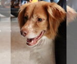 Small #9 Colonial Cocker Spaniel Mix