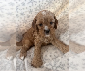 Cavalier King Charles Spaniel-Poodle (Standard) Mix Puppy for Sale in TORRANCE, California USA