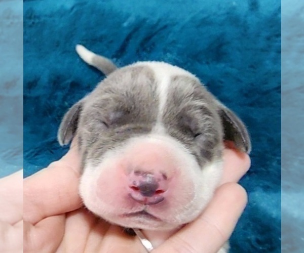 Medium Photo #5 Great Dane Puppy For Sale in OGDEN, UT, USA