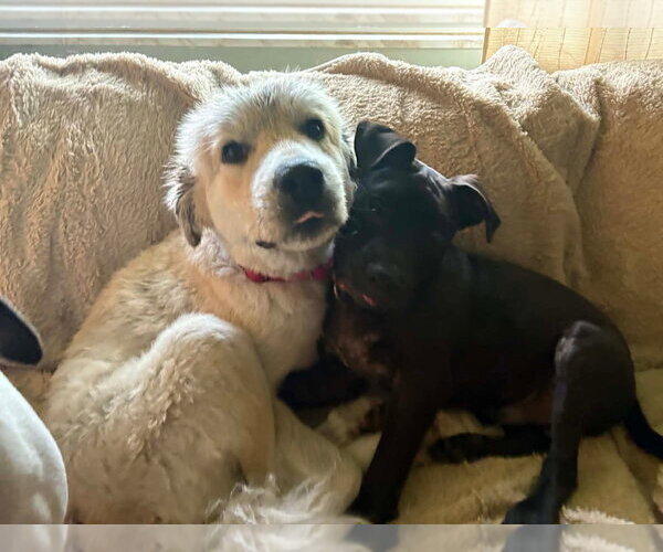 Medium Photo #5 Great Pyrenees-Unknown Mix Puppy For Sale in Germantown, OH, USA