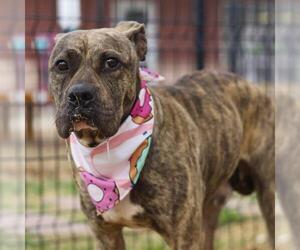 American Staffordshire Terrier-Unknown Mix Dogs for adoption in San Antonio, TX, USA